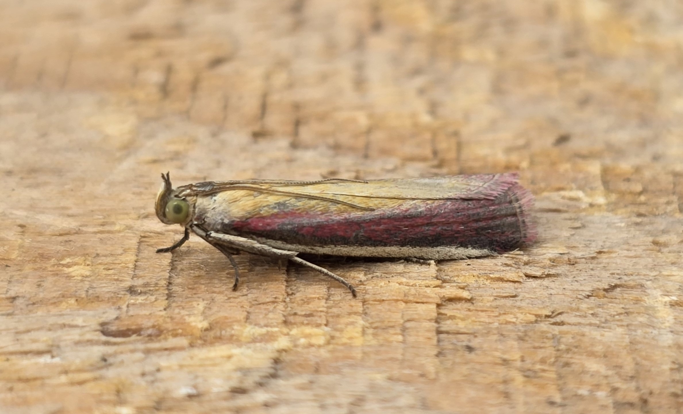 Photo of Rosy-striped Knot-horn (Oncocera semirubella)